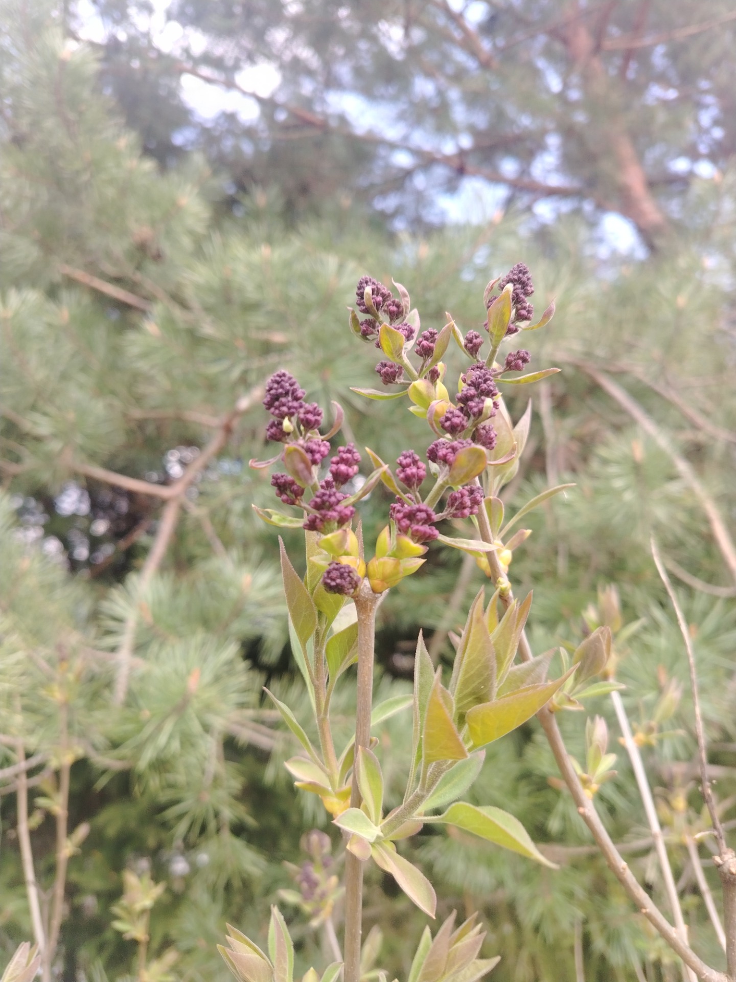 Vše nám kvete a něco teprve bude - duben 2026